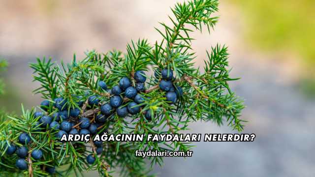 Ardıç Ağacının Faydaları Nelerdir?