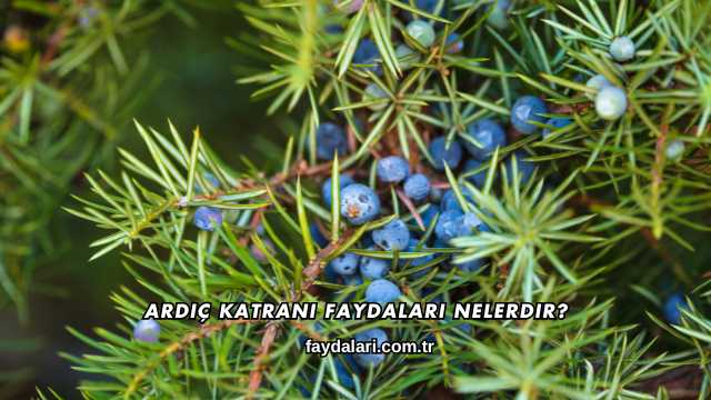 Ardıç Katranı Faydaları Nelerdir?