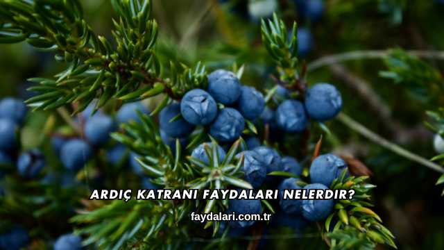 Ardıç Katranı Faydaları Nelerdir?