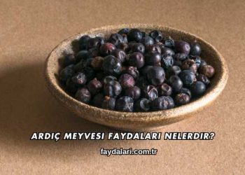 Ardıç Meyvesi Faydaları Nelerdir?
