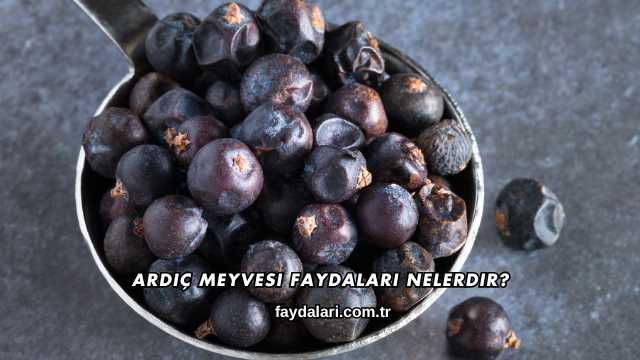 Ardıç Meyvesi Faydaları Nelerdir?