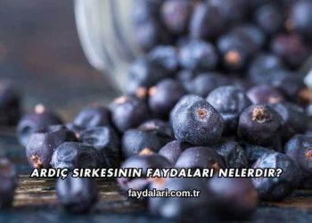 Ardıç Sirkesinin Faydaları Nelerdir?