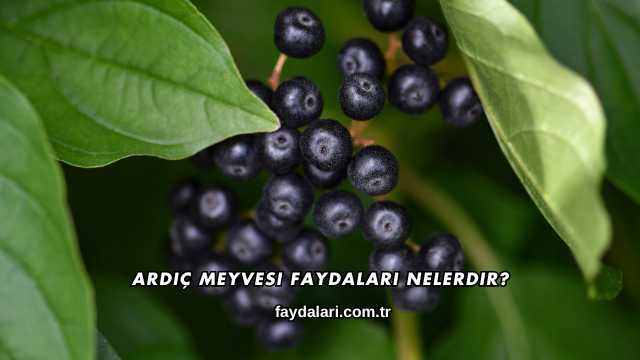 Ardıç Meyvesi Faydaları Nelerdir?
