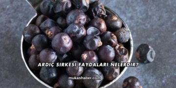Ardıç Sirkesi Faydaları Nelerdir?