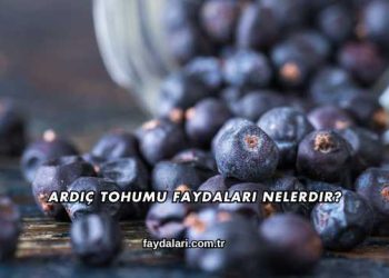 Ardıç Tohumu Faydaları Nelerdir?