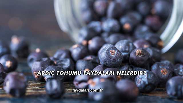 Ardıç Tohumu Faydaları Nelerdir?