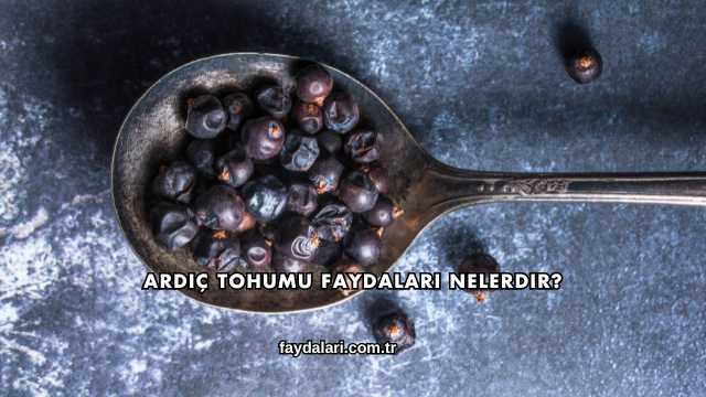 Ardıç Tohumu Faydaları Nelerdir?