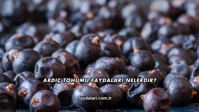 Ardıç Tohumu Faydaları Nelerdir?