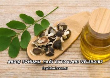 Ardıç Tohumu Yağı Faydaları Nelerdir?