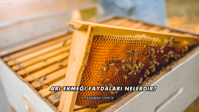 Arı Ekmeği Faydaları Nelerdir?