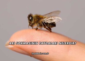 Arı Sokmasının Faydaları Nelerdir?