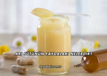 Arı Sütünün Faydaları Nelerdir?