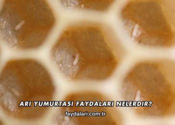 Arı Yumurtası Faydaları Nelerdir