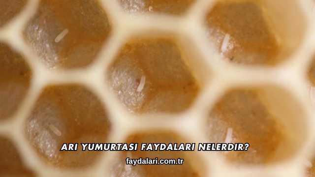 Arı Yumurtası Faydaları Nelerdir