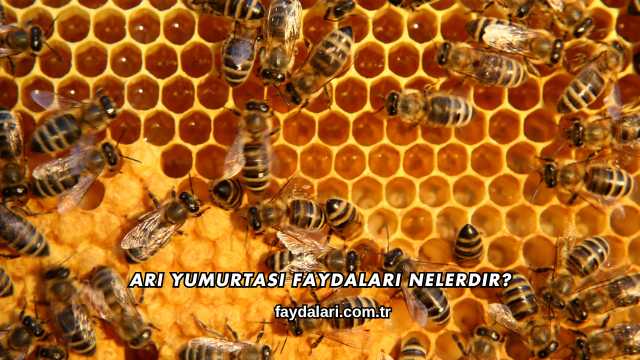 Arı Yumurtası Faydaları Nelerdir