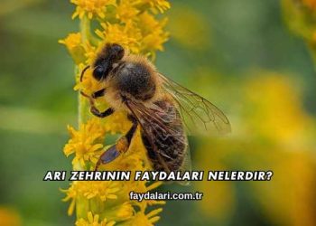 Arı Zehrinin Faydaları Nelerdir?