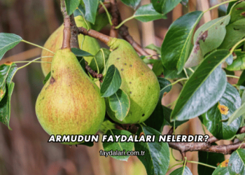 Armudun Faydaları Nelerdir?