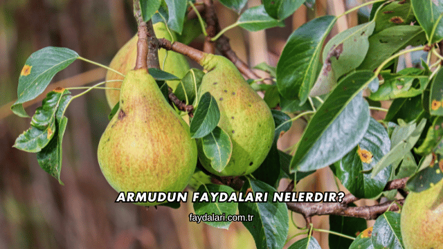 Armudun Faydaları Nelerdir?