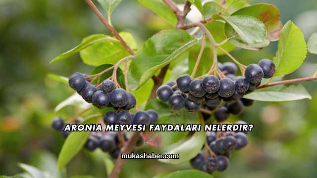 Aronia Meyvesi Faydaları Nelerdir?