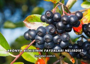 Aronya Bitkisinin Faydaları Nelerdir?