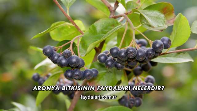 Aronya Bitkisinin Faydaları Nelerdir?