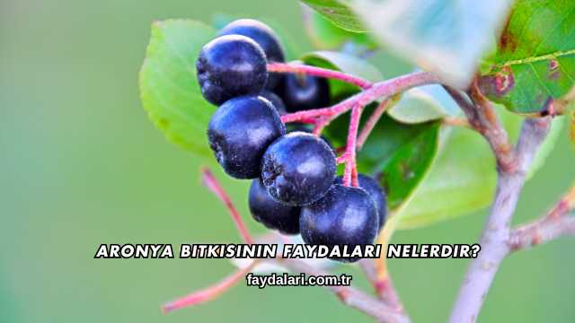 Aronya Bitkisinin Faydaları Nelerdir?