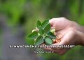Ashwagandha Faydaları Nelerdir?