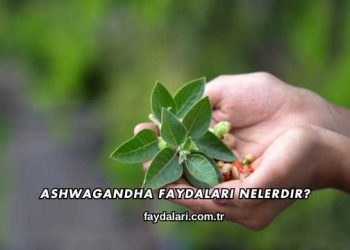 Ashwagandha Faydaları Nelerdir?