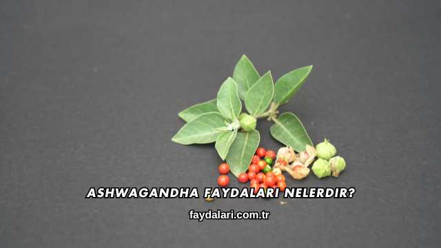 Ashwagandha Faydaları Nelerdir?