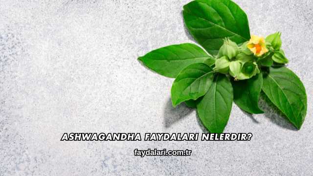 Ashwagandha Faydaları Nelerdir?
