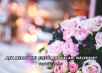 Aşk Merdiveni Çiçeği Faydaları Nelerdir?
