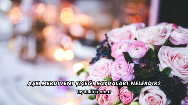 Aşk Merdiveni Çiçeği Faydaları Nelerdir?