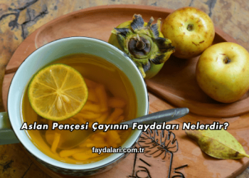 Aslan Pençesi Çayının Faydaları Nelerdir?