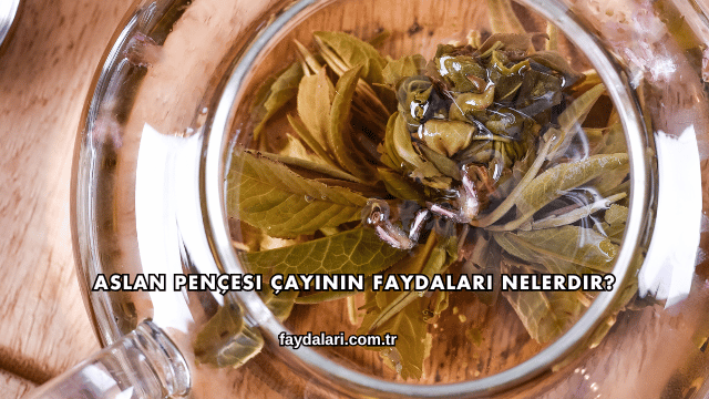 Aslan Pençesi Çayının Faydaları Nelerdir?