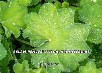 Aslan Pençesi Faydaları Nelerdir?