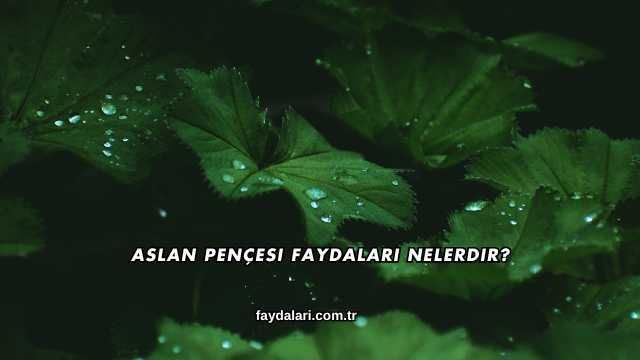 Aslan Pençesi Faydaları Nelerdir?