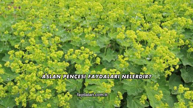 Aslan Pençesi Faydaları Nelerdir?