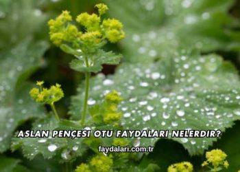 Aslan Pençesi Otu Faydaları Nelerdir?