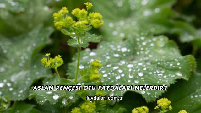 Aslan Pençesi Otu Faydaları Nelerdir?