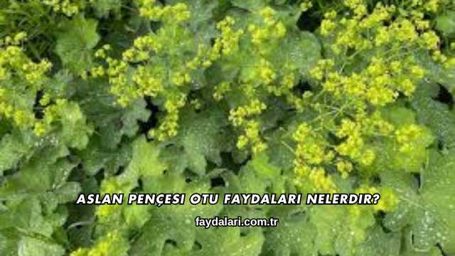 Aslan Pençesi Otu Faydaları Nelerdir?