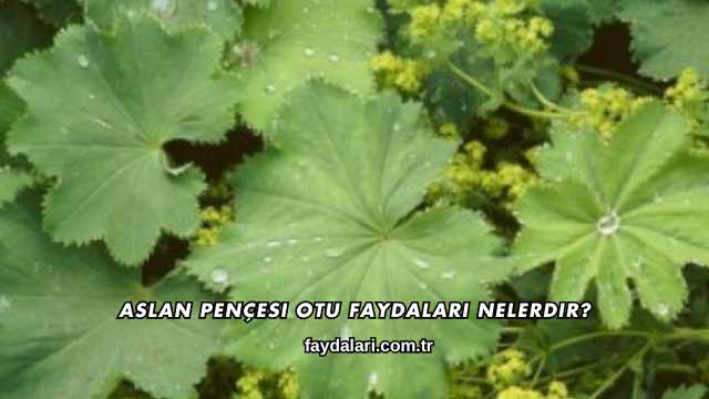 Aslan Pençesi Otu Faydaları Nelerdir?