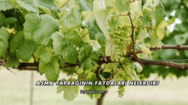 Asma Yaprağının Faydaları Nelerdir?