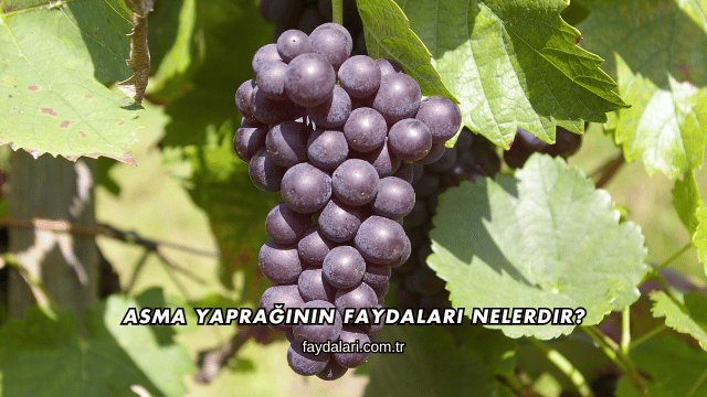Asma Yaprağının Faydaları Nelerdir?