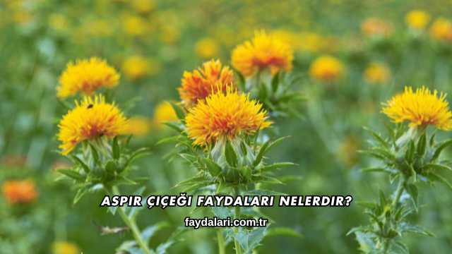 Aspir Çiçeği Faydaları Nelerdir?