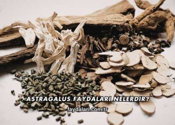 Astragalus Faydaları Nelerdir?