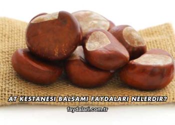 At Kestanesi Balsamı Faydaları Nelerdir?