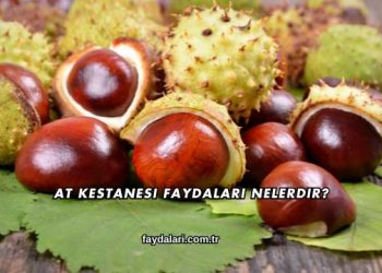 At Kestanesi Faydaları Nelerdir?
