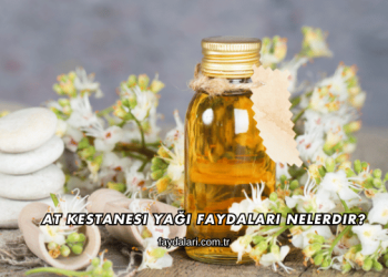 At Kestanesi Yağı Faydaları Nelerdir?