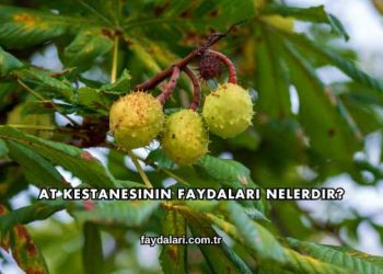 At Kestanesinin Faydaları Nelerdir?