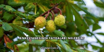At Kestanesinin Faydaları Nelerdir?